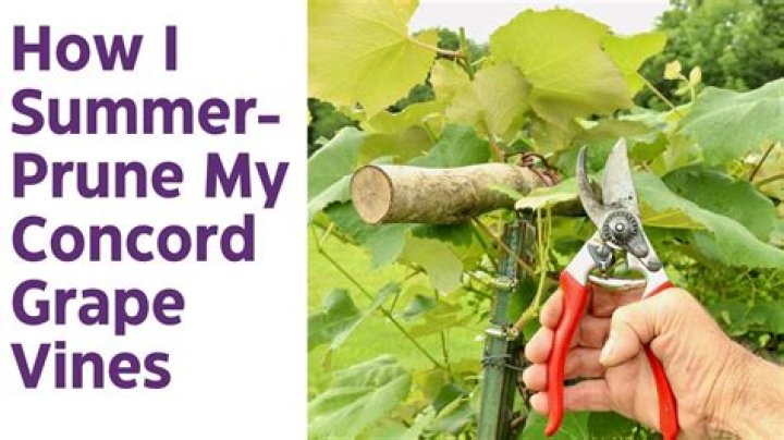 How do you prune a vine?