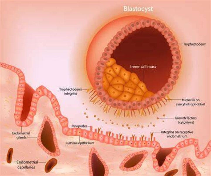 How does a blastocyst attach to the endometrium?