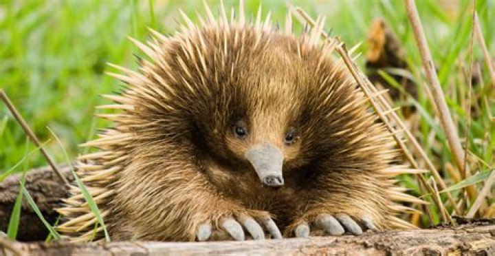 How does a short-beaked echidna defend itself?