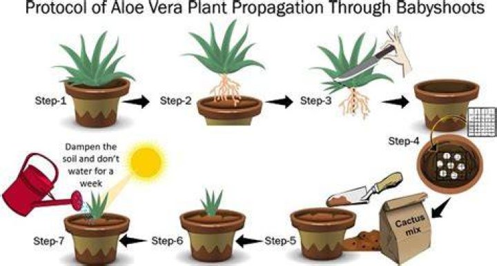 How does aloe reproduce?