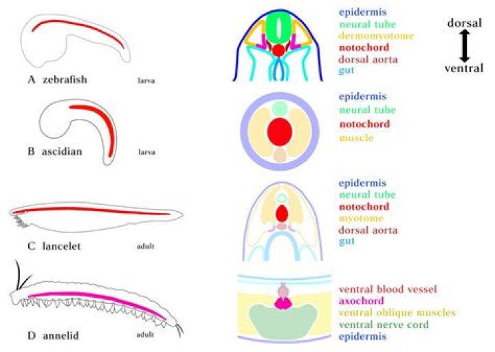 How does cephalochordata reproduce?