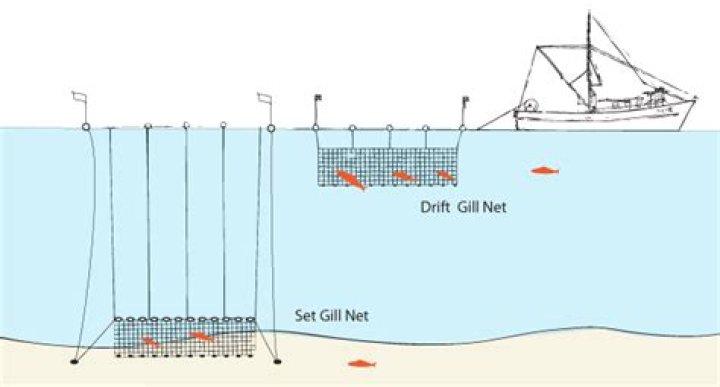 How does gillnetting work?