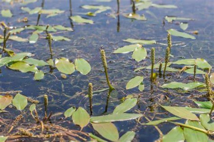 How does pondweed work?