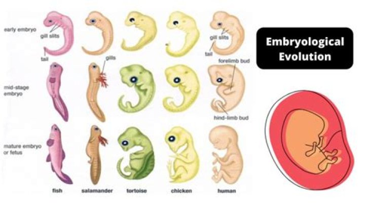How embryological evidence helps to define phylogeny?