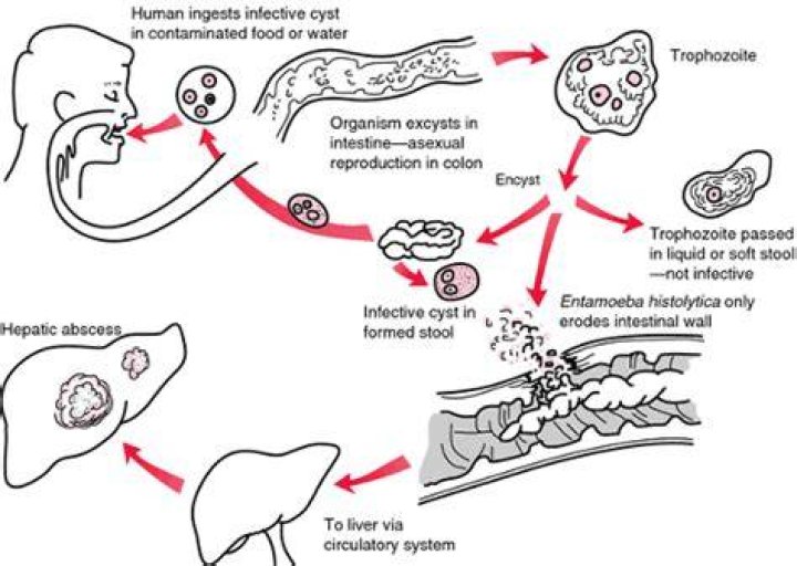 How entamoeba histolytica infection occurs through?