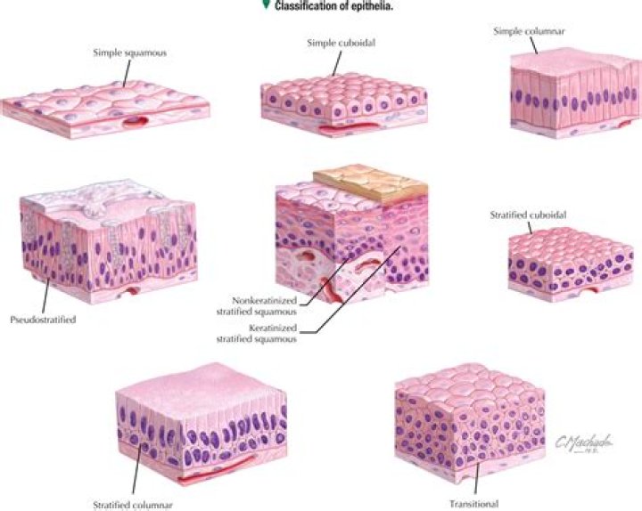 How epithelial cells are arranged?