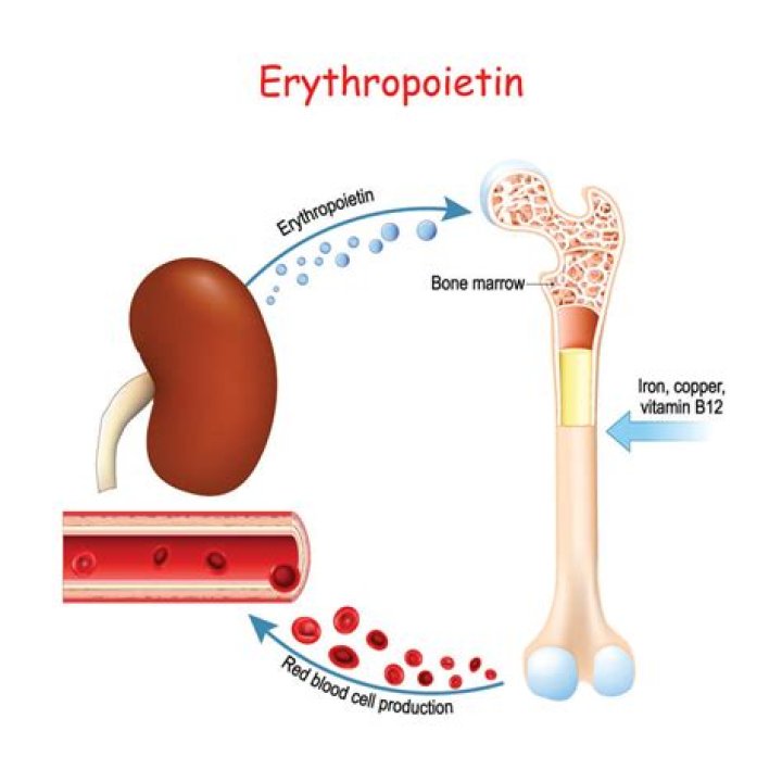 How erythropoietin is produced?