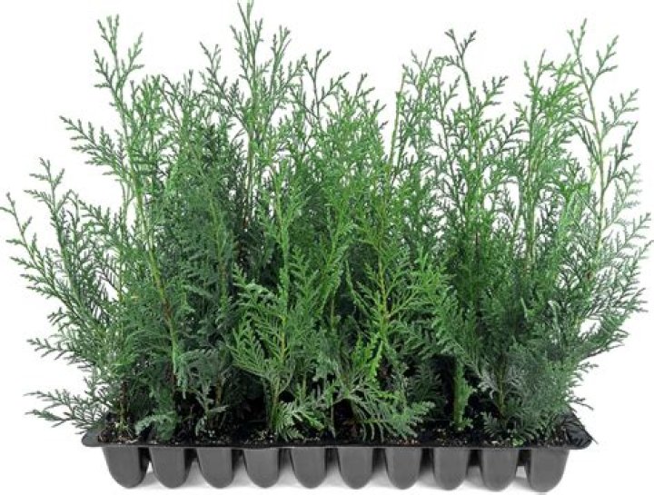 How fast do leylandii grow?