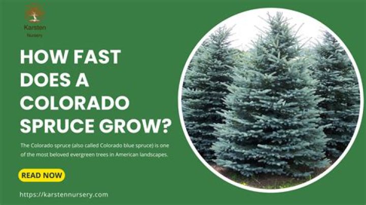 How fast does spindle tree grow?