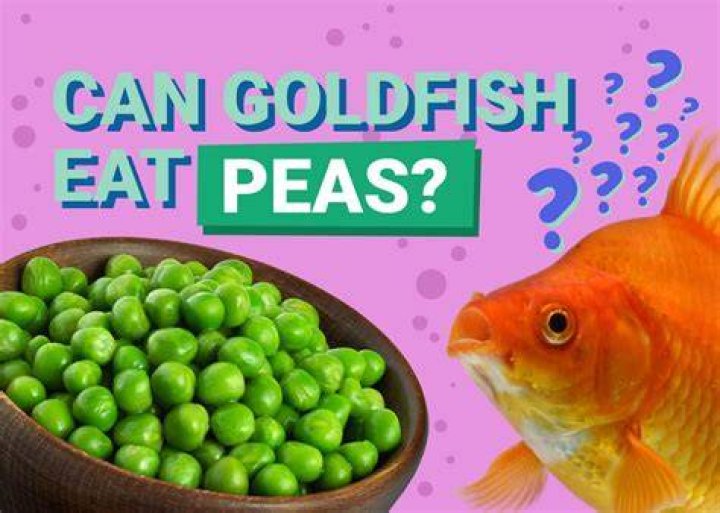 How feeding fish peas?