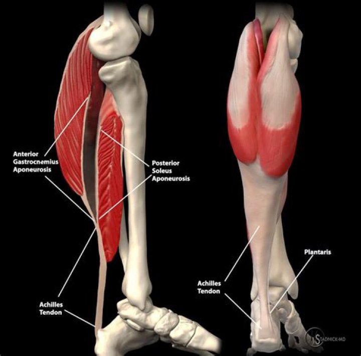 How is aponeurosis functionally similar to a tendon?