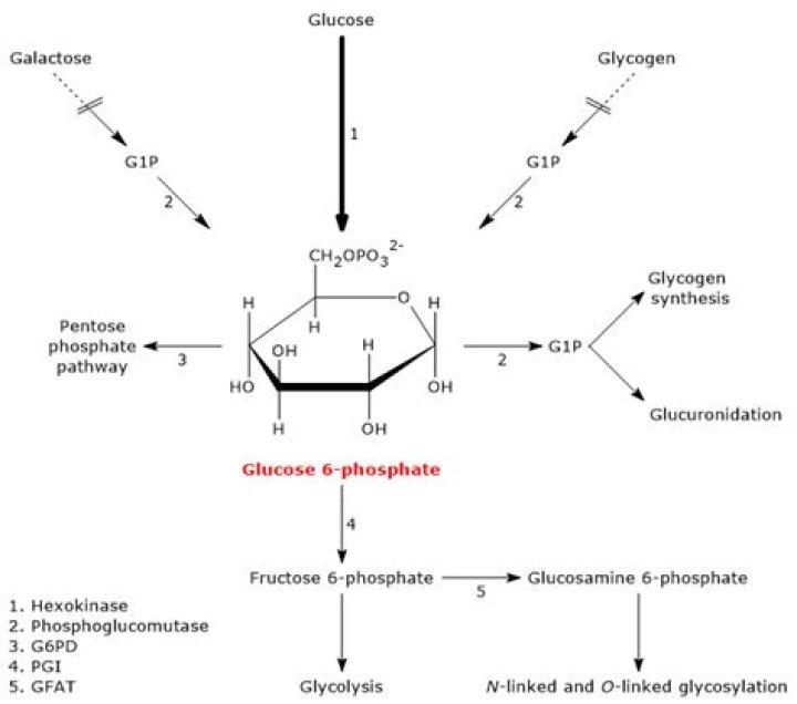 How is hexokinase inhibited by glucose 6 phosphate?