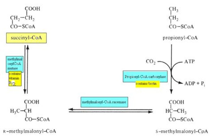How is propionyl coa converted to succinyl coa?