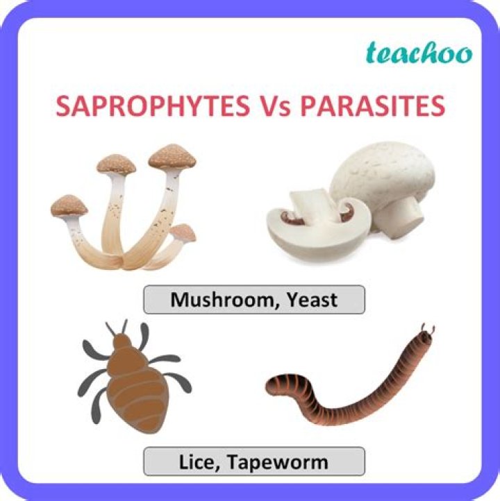 How is saprobe different from saprophytes?
