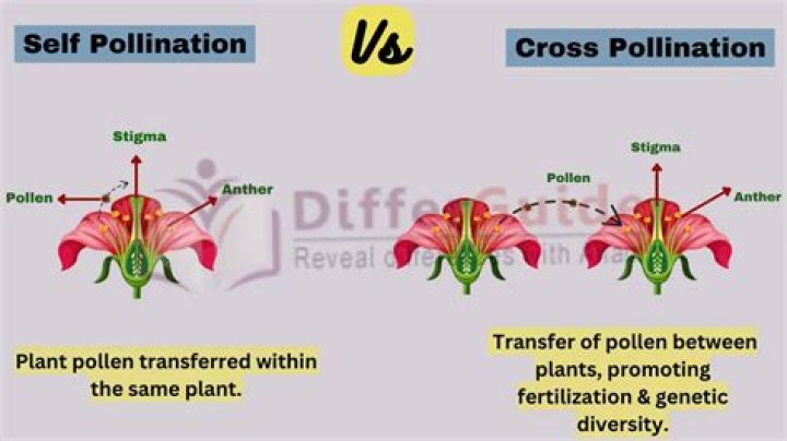 How is self-pollination similar to cross-pollination how is it different quizlet?