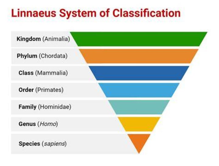 How is the linnaean classification system organized?