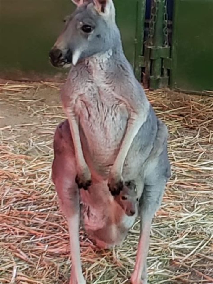 How kangaroo gives birth?