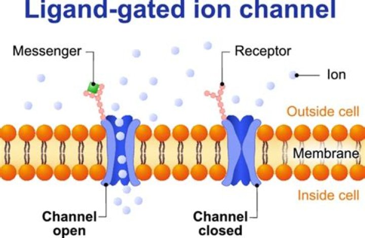 How ligand-gated ion channels work?