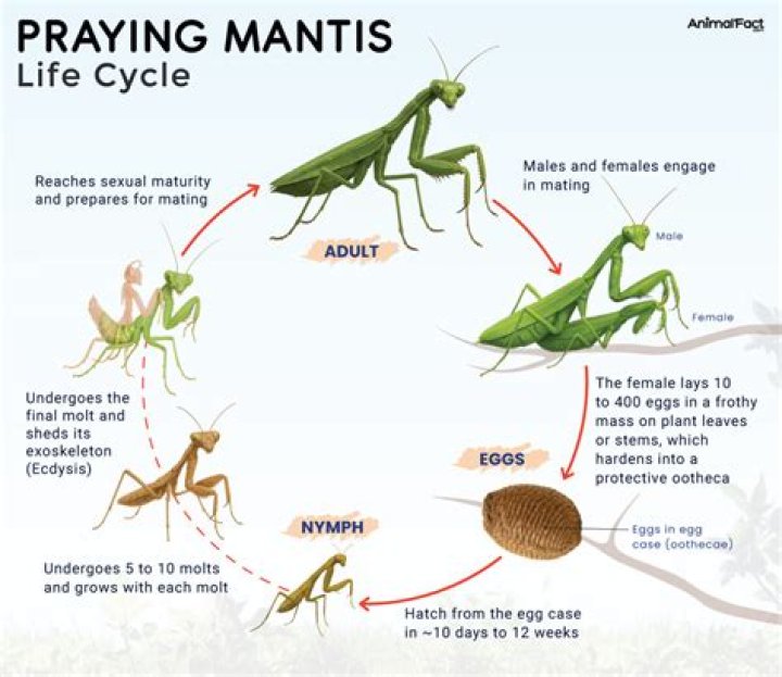 How long do praying mantises live?