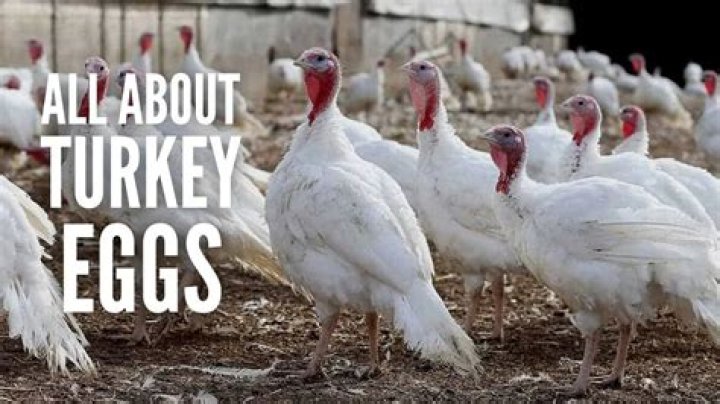 How long do turkey lay eggs?