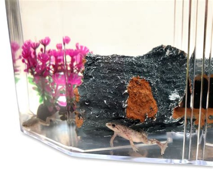 How many african clawed frogs in a tank?