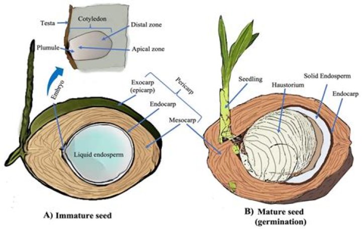 How many cotyledons does a coconut seed have?