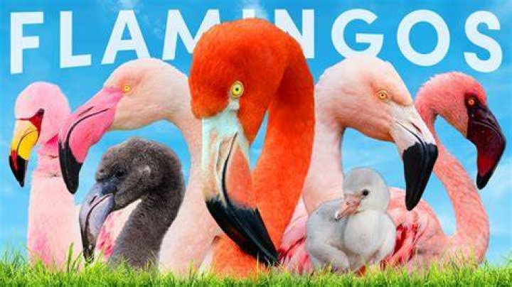 How many flamingos are there?