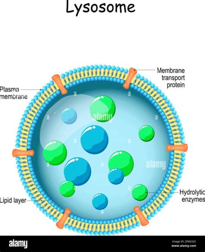 How many membranes does lysosome have?