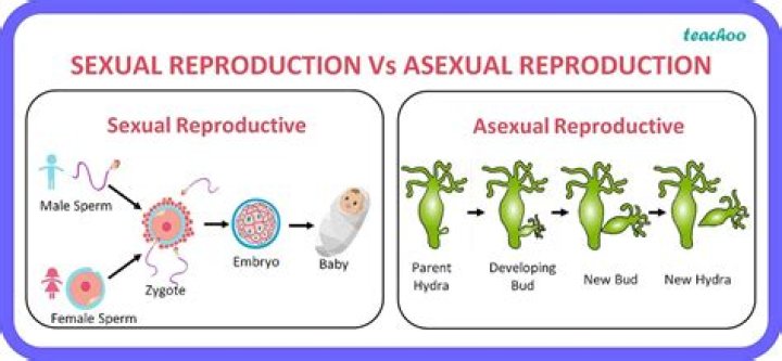 How many parents does asexual reproduction involve?