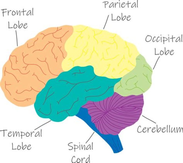How many parietal lobes are there?