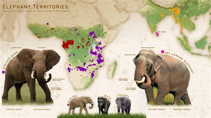 How many sumatran elephants are left in the world 2020?