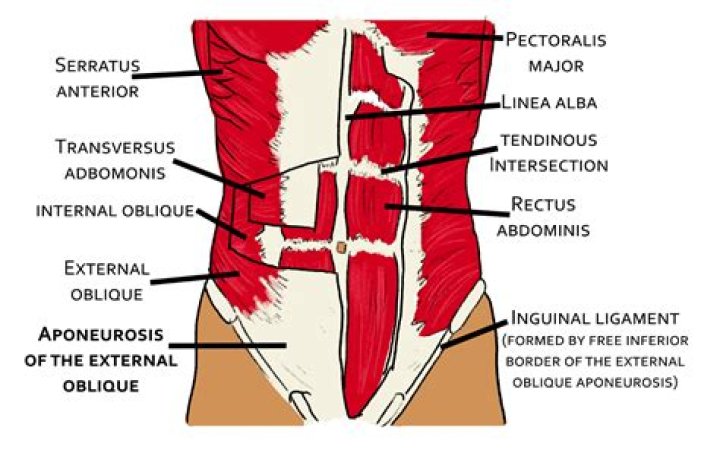 How many tendinous intersection the rectus abdominis?