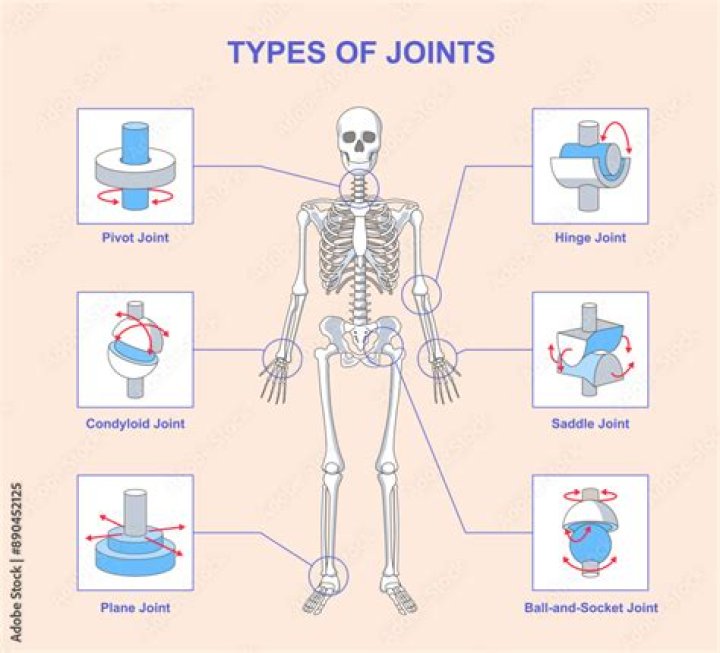 How many types of joints are there?