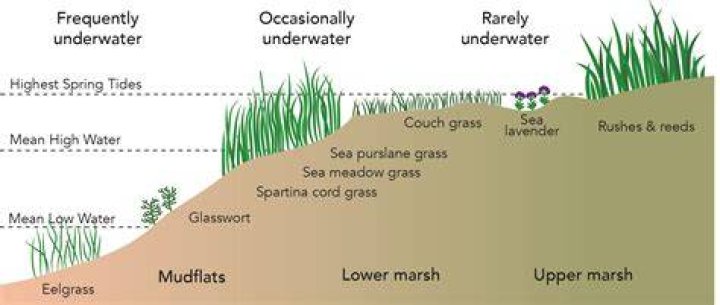 How marsh is made?