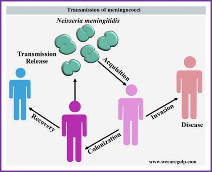 How meningococcal is spread?
