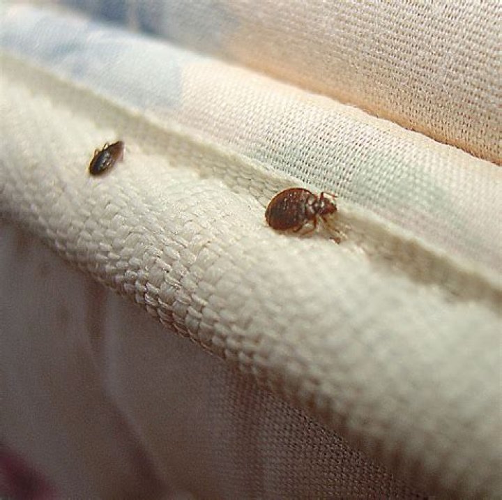 How microscopic are bed bugs?