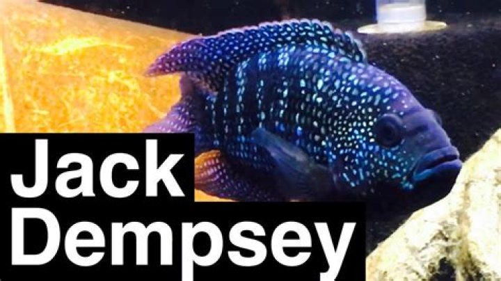 How much are jack dempsey fish?