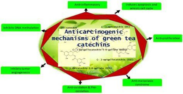 How much catechins in green tea?