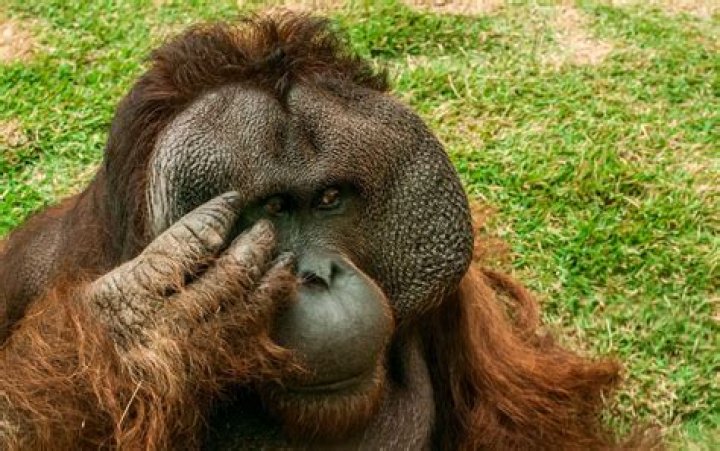 How much do orangutans weigh?