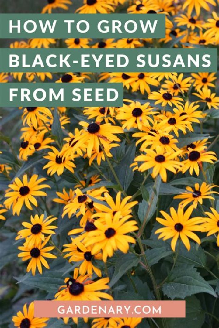 How much sun does black eyed susans need?