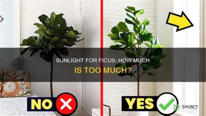 How much sunlight does a ficus need?