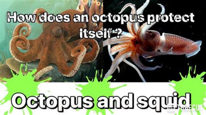 How octopus protect themselves?