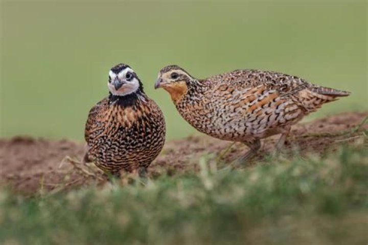 How old are bobwhites when they start laying?