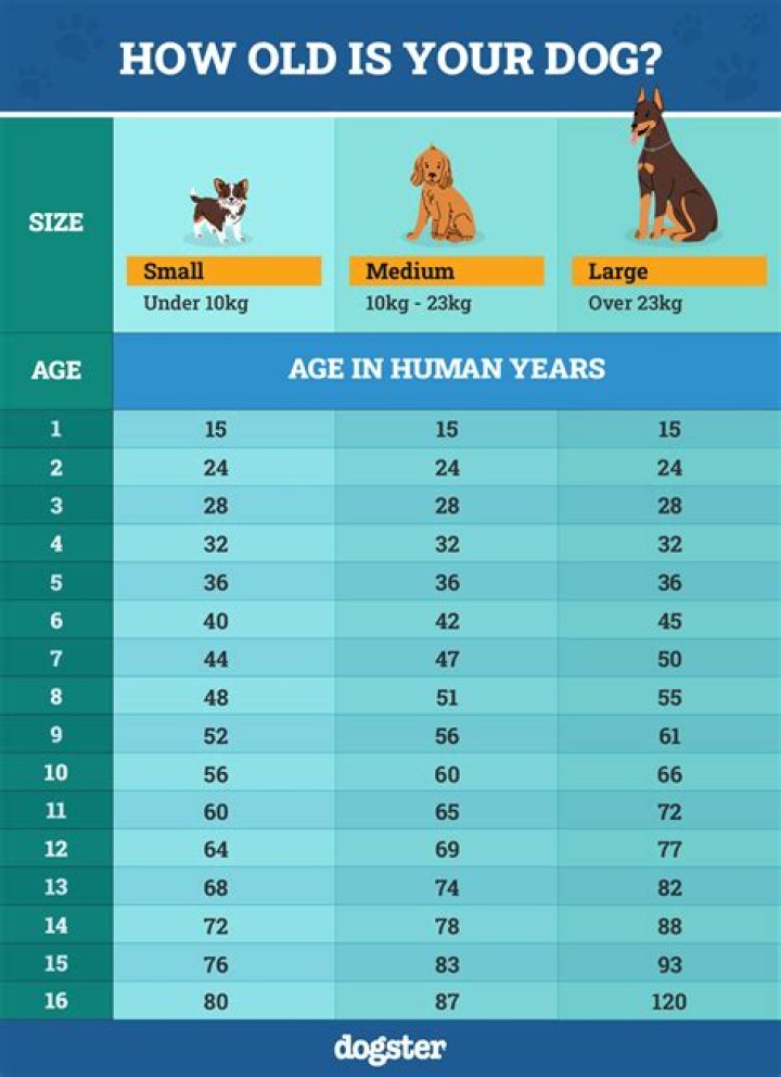 How old is gibus?