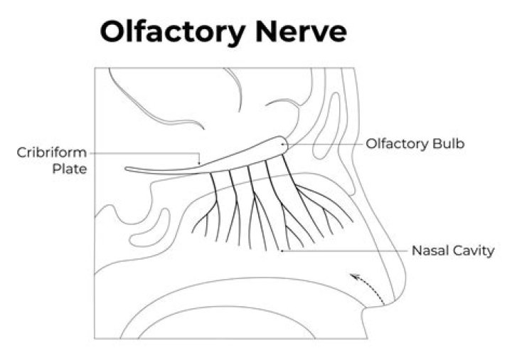 How olfactory nerve works?