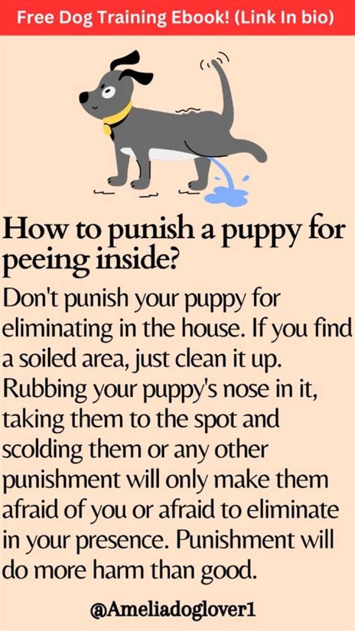 How punish a puppy?