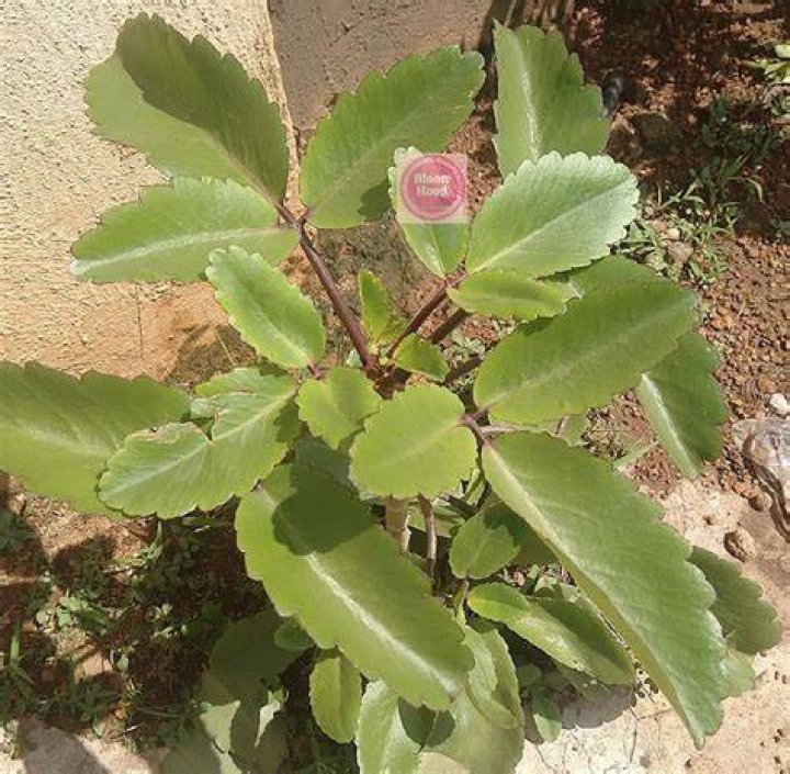 How safe is miracle grow?