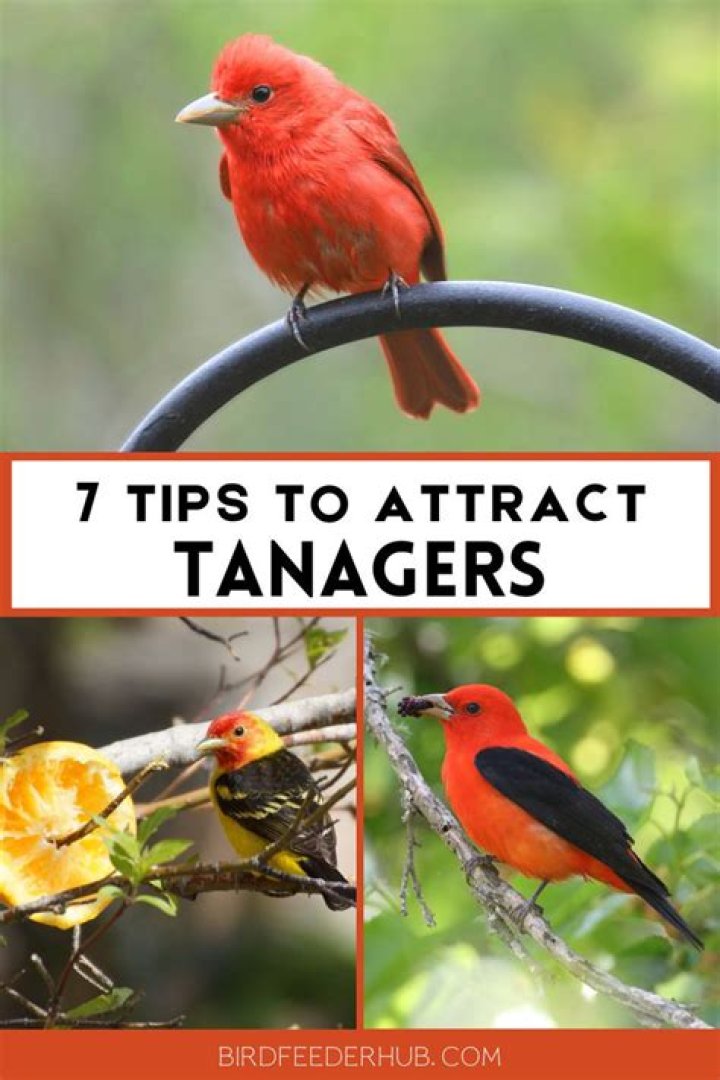 How to attract red birds?