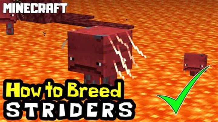 How to breed striders?