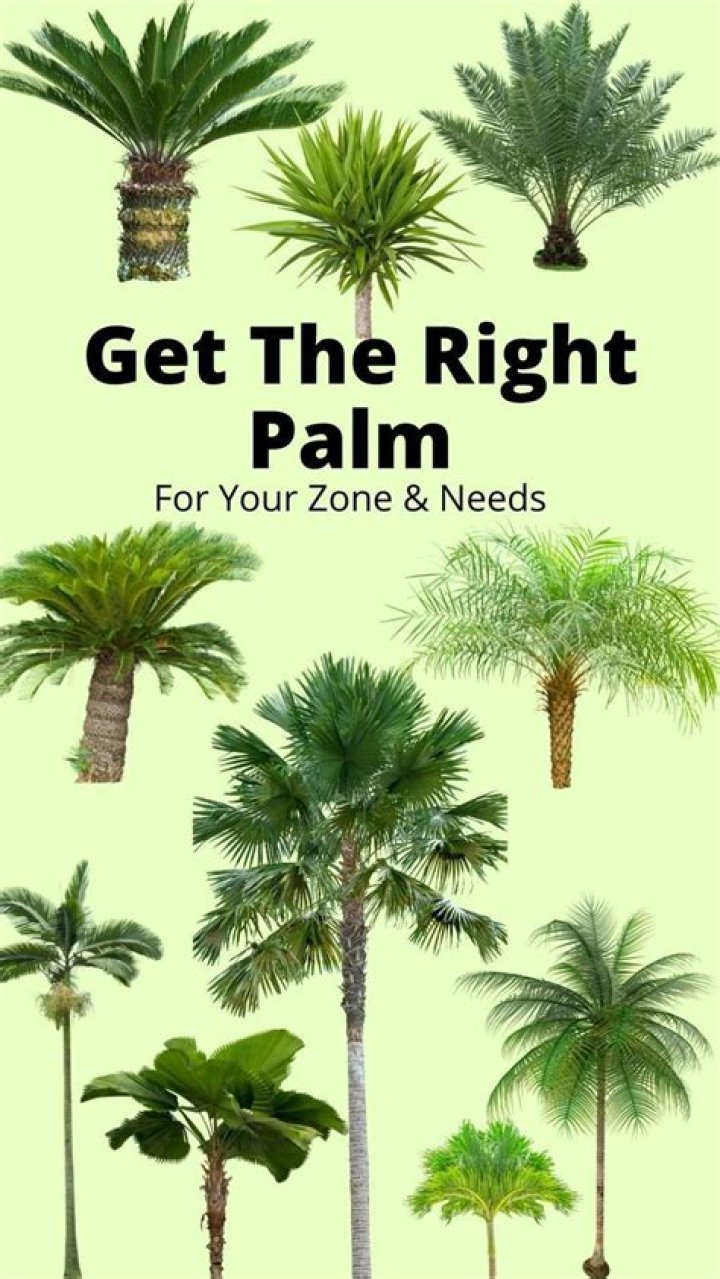 How to bring back palm trees?